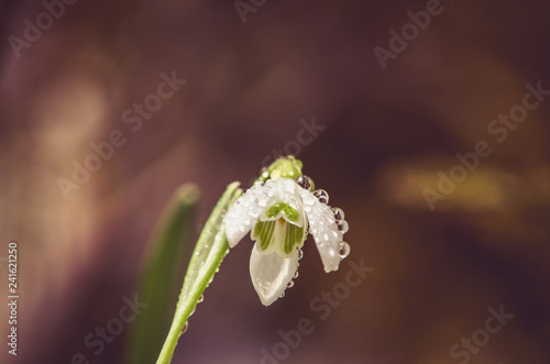 Fototapeta Naklejka Na Ścianę i Meble -  white snowdrop with water drop macro