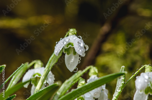 Fototapeta Naklejka Na Ścianę i Meble -  snowdrop flowers