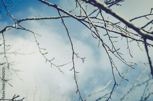 Fototapeta Naklejka Na Ścianę i Meble -  spring tree