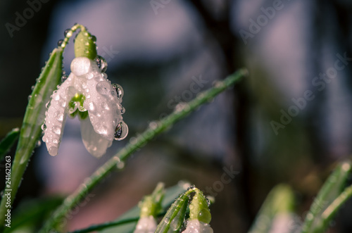 Fototapeta Naklejka Na Ścianę i Meble -  white snowdrop with water drop macro