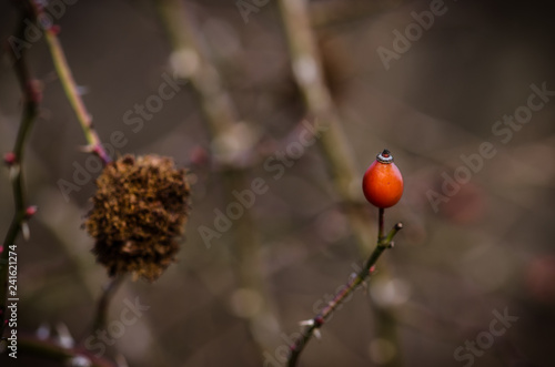 Fototapeta Naklejka Na Ścianę i Meble -  rose hip fruit