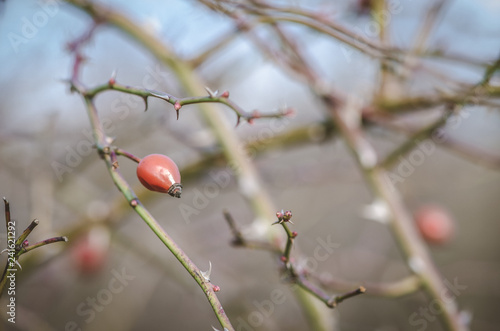 Fototapeta Naklejka Na Ścianę i Meble -  rose hip fruit