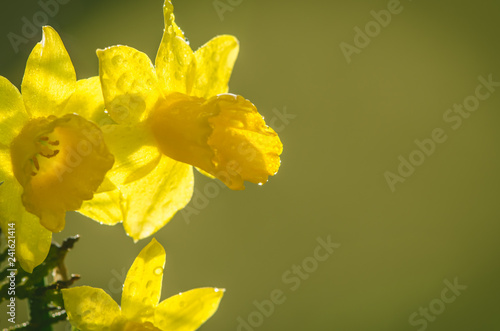 Fototapeta Naklejka Na Ścianę i Meble -  vibrant yellow daffodil flower