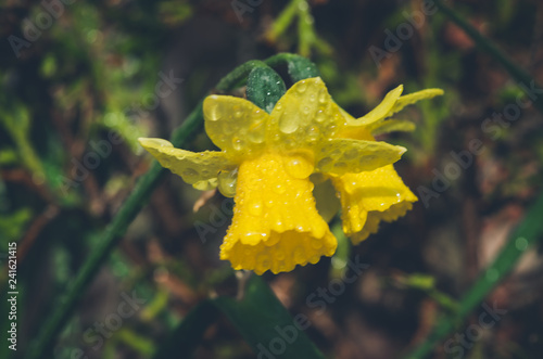 Fototapeta Naklejka Na Ścianę i Meble -  vibrant yellow daffodil flower after spring rain
