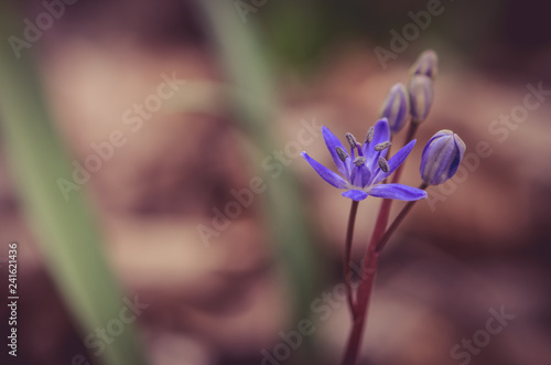 Fototapeta Naklejka Na Ścianę i Meble -  blue spring flower