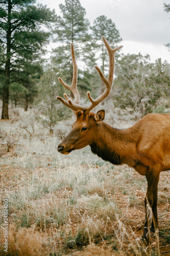 Deer in USA