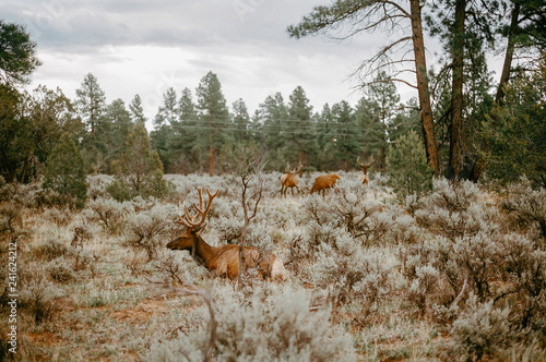Family  of deers