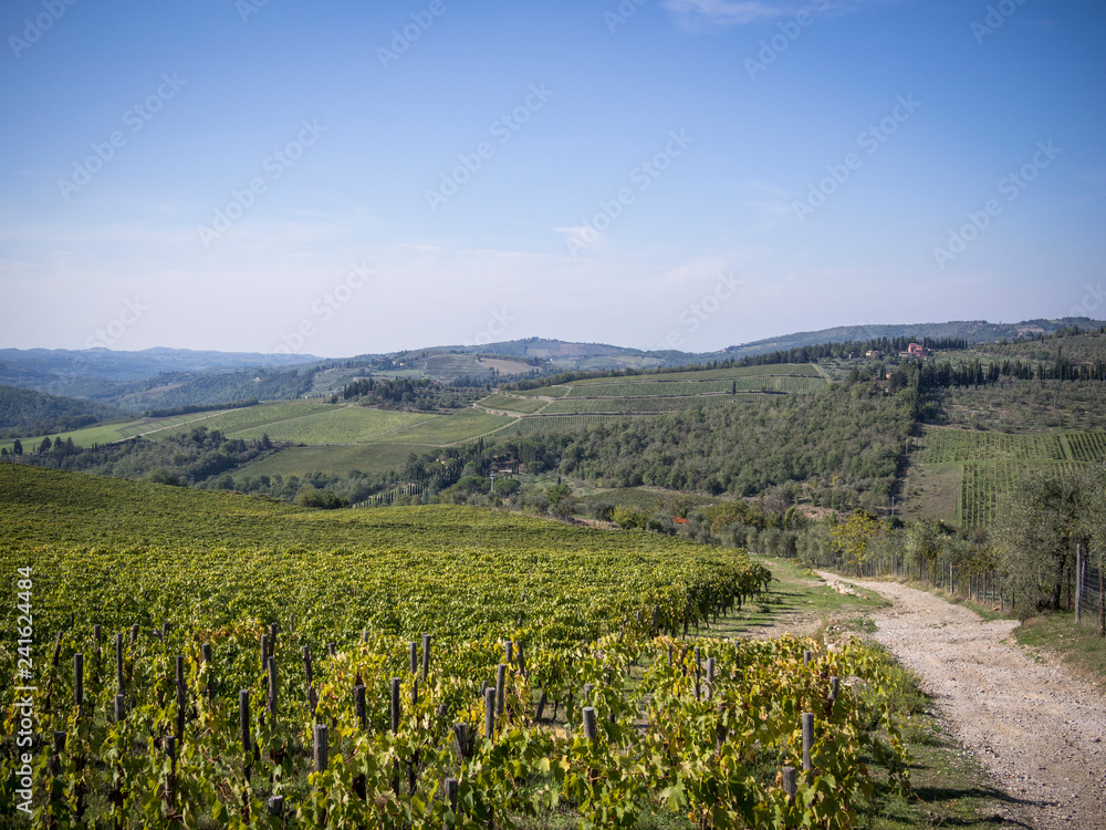 Agriculture landscape, olives and wine of Tuscany, seen from white roads in chianti