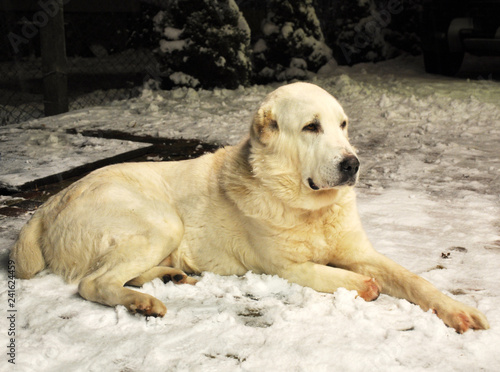 Favorite white dog, breed Central Asian shepherd, with an amputated paw, lying on the snow.