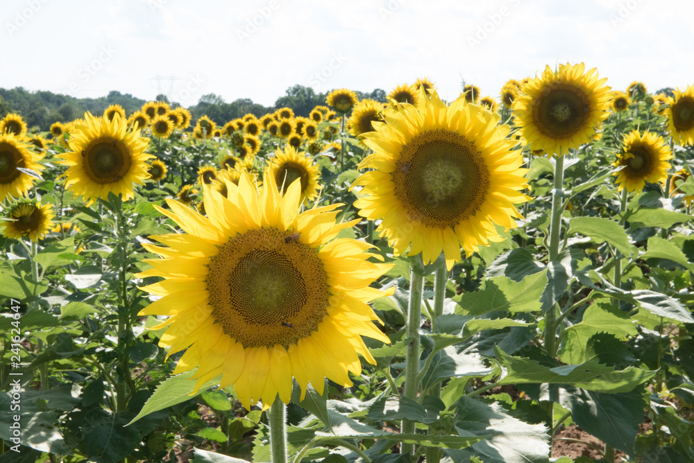 Fototapeta premium Sun Flowers - 13