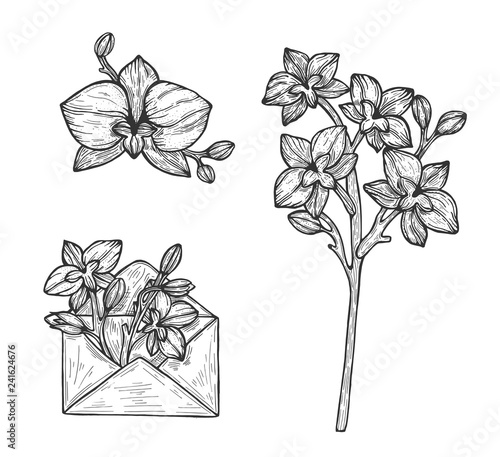 Orchid flower illustration, drawing, engraving, ink