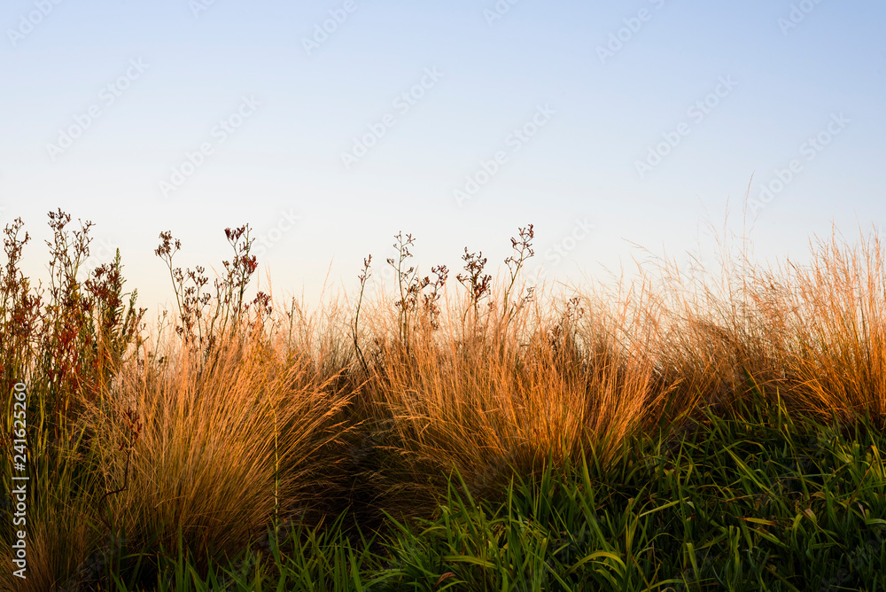 Fototapeta premium grass and sky