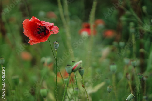 Fototapeta Naklejka Na Ścianę i Meble -  Red poppy flower