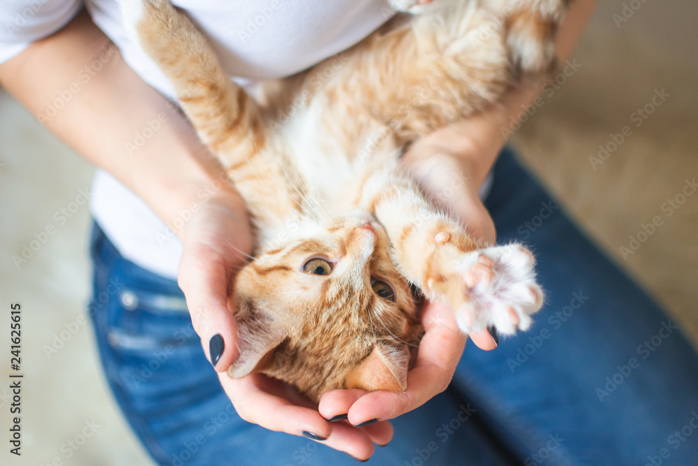 Cute little ginger kitten sitting on the woman's hands at home