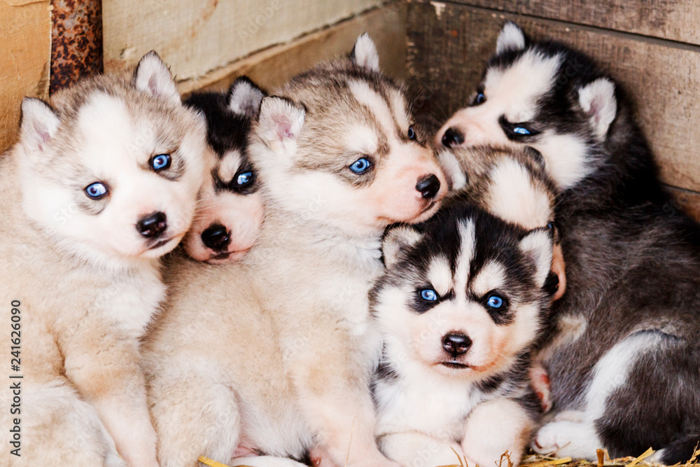 Obraz premium Husky puppies with blue eyes