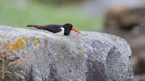 An oystercatcher sitting on a rock