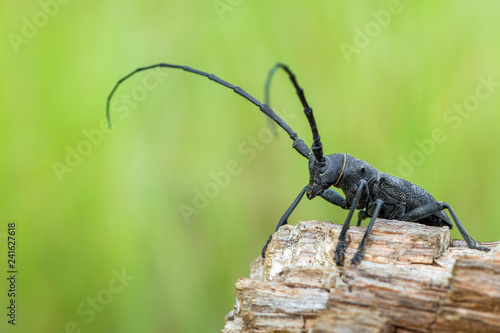 a beetle - Morimus asper © Marek R. Swadzba