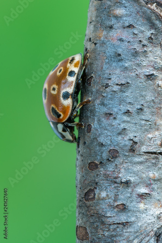 eyed ladybug - Anatis ocellata photo