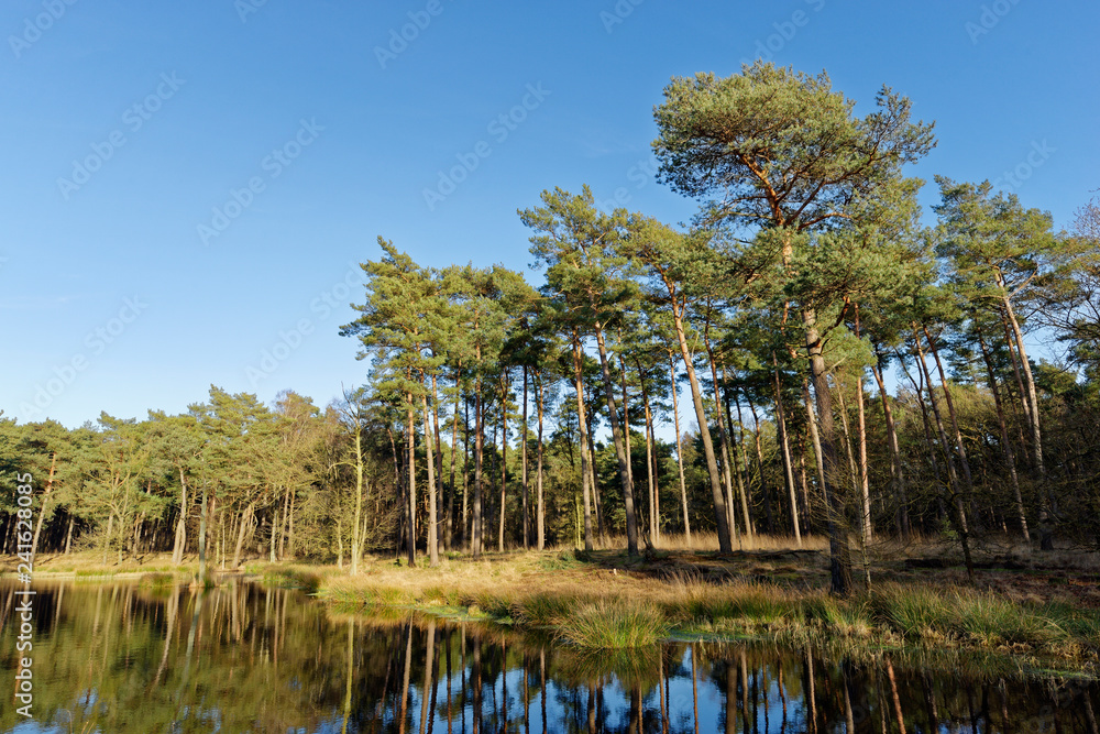 Kiefernwald spiegelt sich in einem See, Grabenvenn, Niederrhein