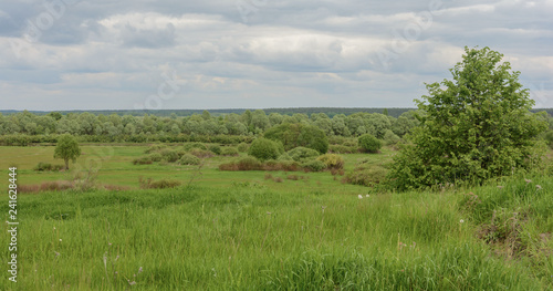 The nature of Belarus. Summer meadow with lush green grass