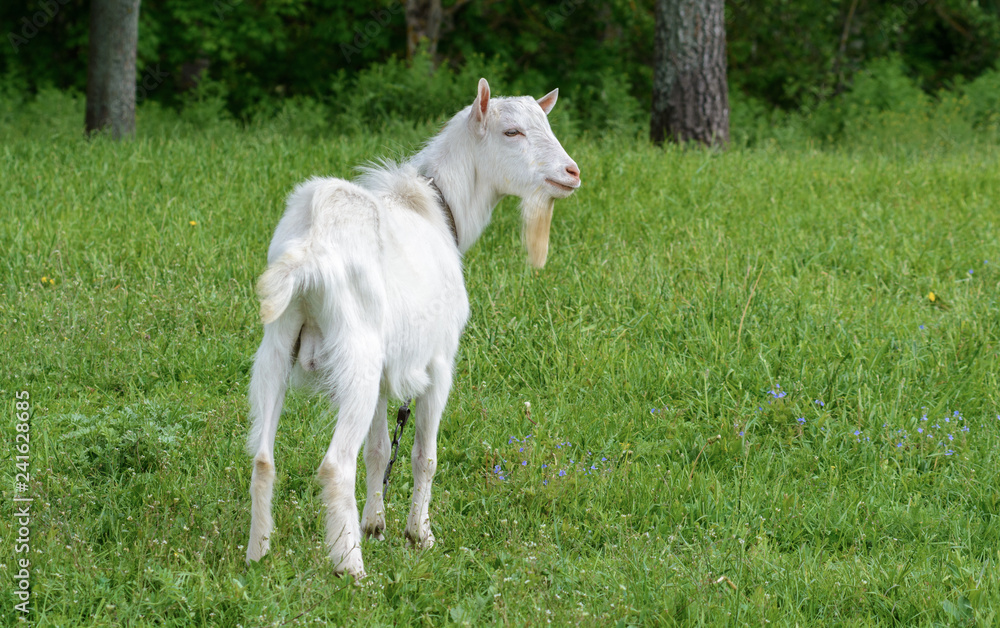 Goat grazes in a meadow close to home Goat grazes in a meadow close to home