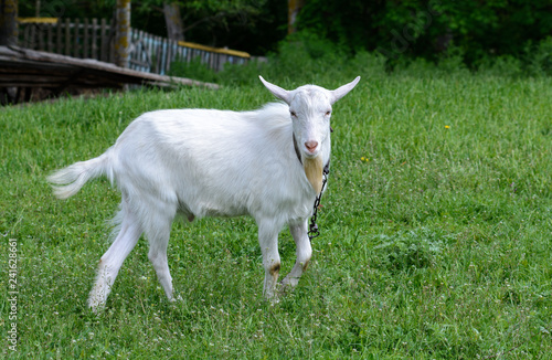 Goat grazes in a meadow close to home
