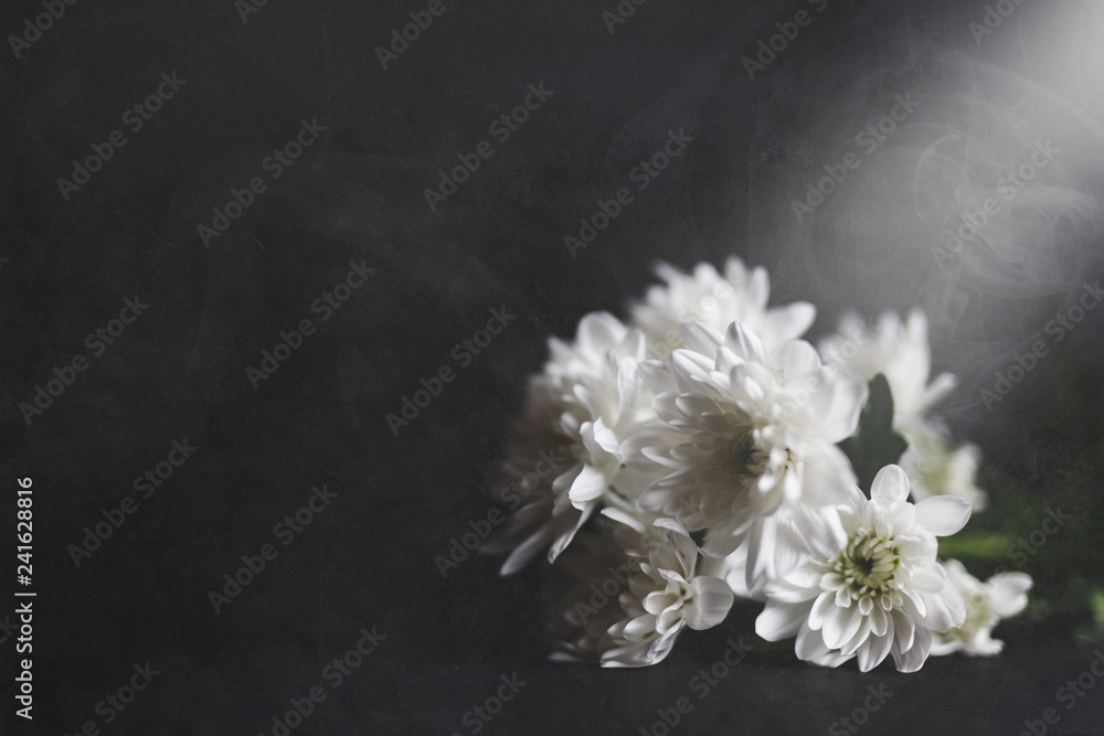 White chrysanthemum on black background White chrysanthemum on black background
