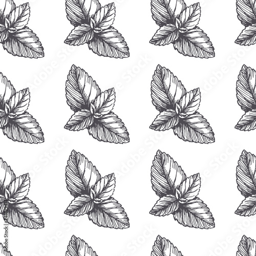 Vector vintage seamless pattern with mint leaves in engraving style. Hand drawn botanical texture with peppermint tips isolated on white. Black and white sketch. Herbal ingredient.