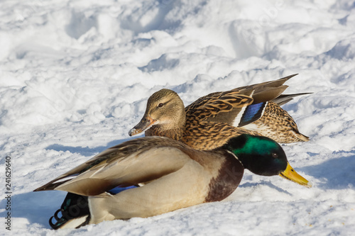 Two ducks mallard on white snow