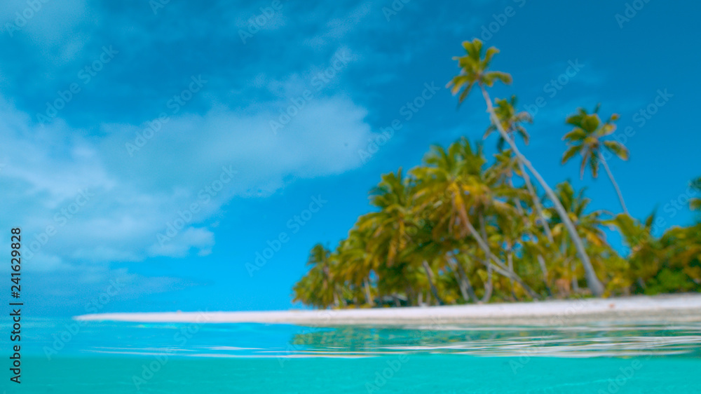 COPY SPACE: Tall palm trees cover unspoiled white sand beach on One Foot Island COPY SPACE: Tall palm trees cover unspoiled white sand beach on One Foot Island