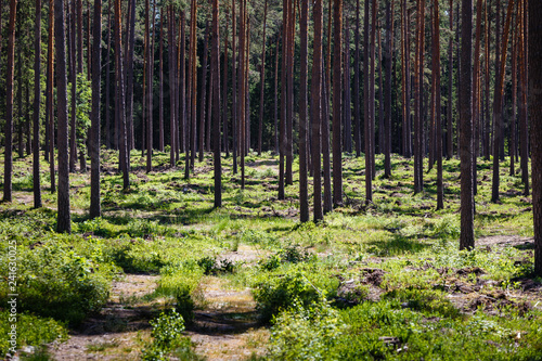 forest in summer with many pines; very many pine tree trunks; empty forest road between trees