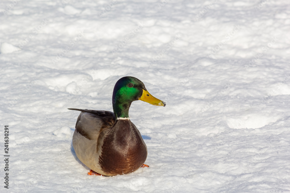 Obraz premium One duck mallard on white snow on a winter day