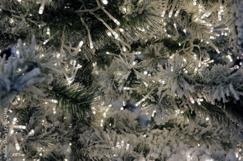 illuminated color lights on live spruce pine Christmas tree. photo