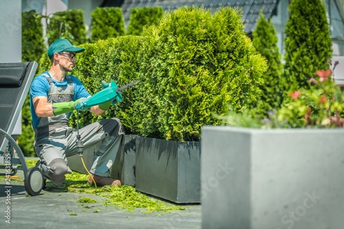 Vászonkép Thuja Shrub Trimming