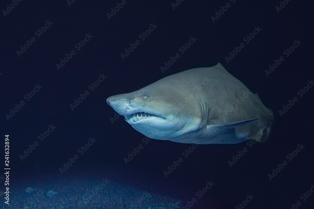 Obraz premium A beautiful big sand tiger shark