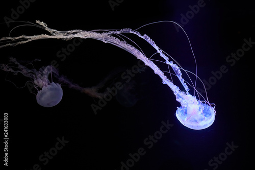 Beautifully lit compass jellyfish
