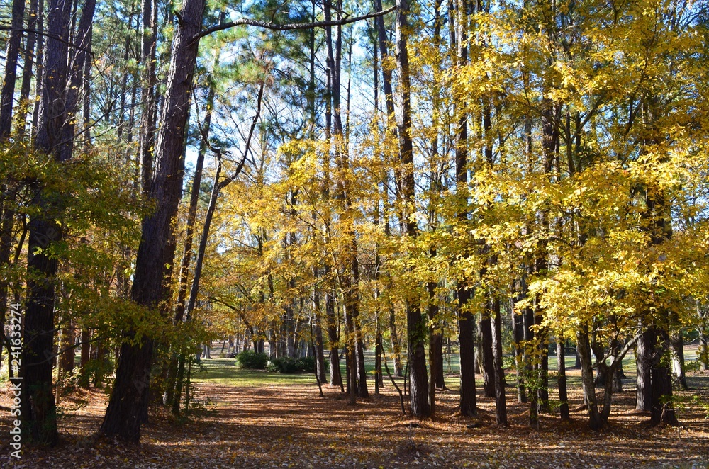 yellow foliage in autumn 