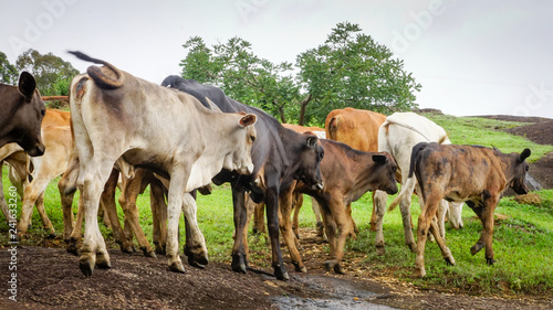 Cattle herd in a hilly area. Sao Paulo's countryside, Brazil.