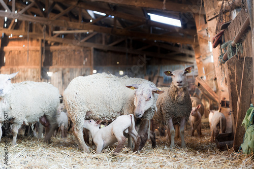 Des brebis et leurs agneaux dans une ancienne bergerie
