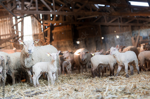 Des brebis et leurs agneaux dans une ancienne bergerie
