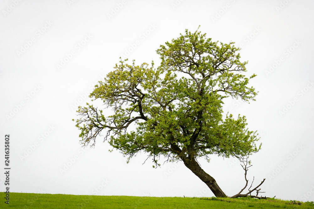 Obraz premium Arbre isolé dans une prairie