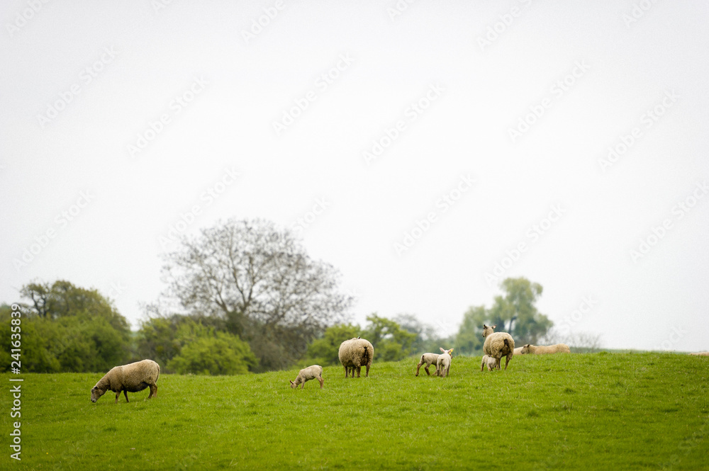 Fototapeta premium Brebis et agneaux se promènent dans une prairie au printemps