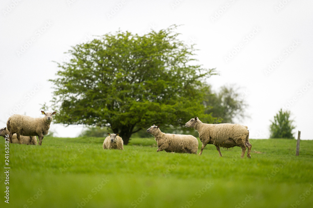 Obraz premium Brebis et agneaux se promènent dans une prairie au printemps