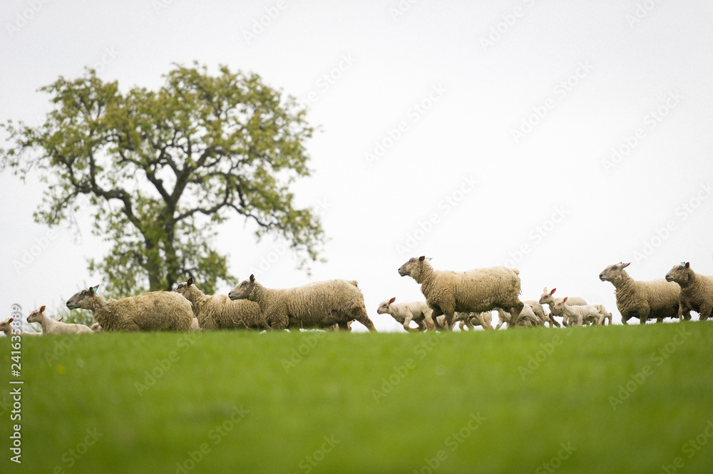 Obraz premium Brebis et agneaux se promènent dans une prairie au printemps