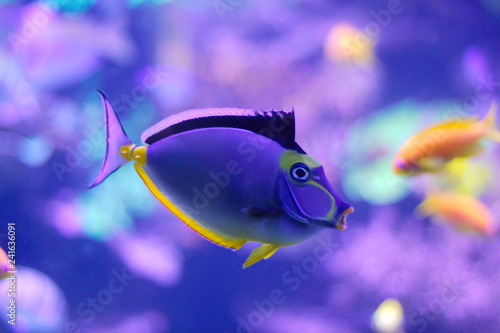 Photography barcheek unicornfish / naso tang / orange-spine unicornfish