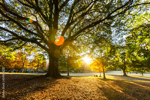 Cuadro en lienzo Beautiful autumn light sunset on the park, Atlanta.