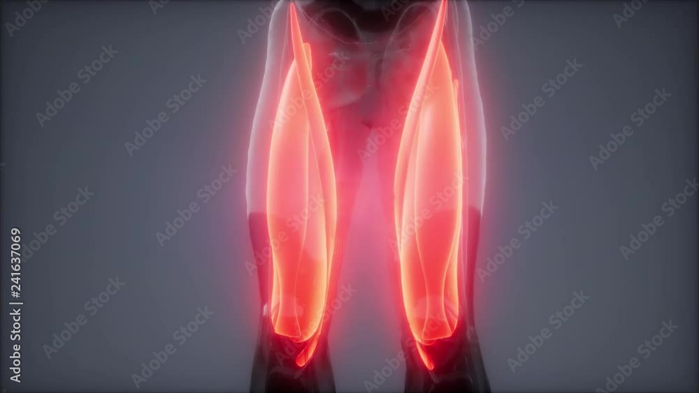thigh muscles - Visible muscle anatomy map thigh muscles - Visible muscle anatomy map
