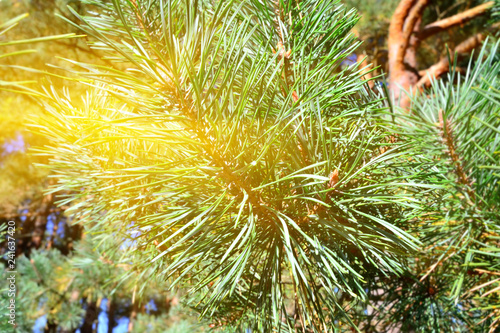 Beautiful Pine mountain in the sun closeup