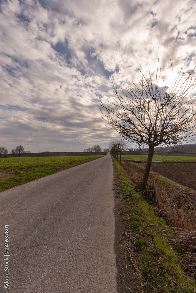 Obraz premium Row of trees along the way