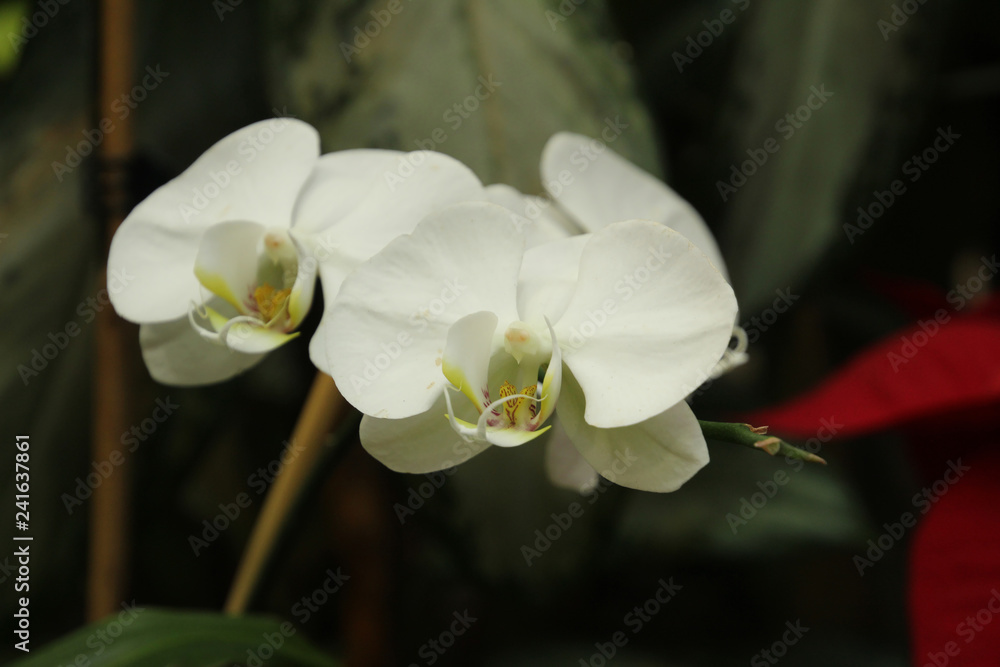 White Orchids White Orchids